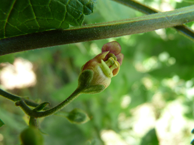 Petites fleurs d'un cm, brun-rougeâtres relativement éparses. Agrandir dans une nouvelle fenêtre (ou onglet)